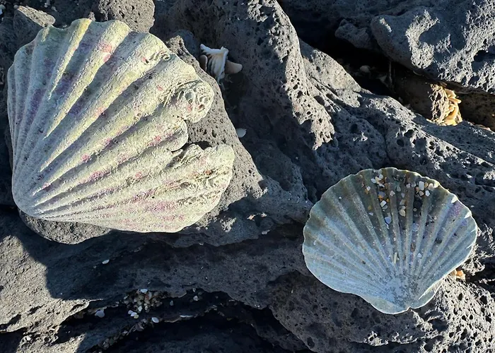 Appartement Cosy Entre Port Et Cap *