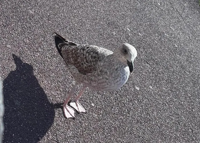 Cosy Entre Port Et Cap * Agde